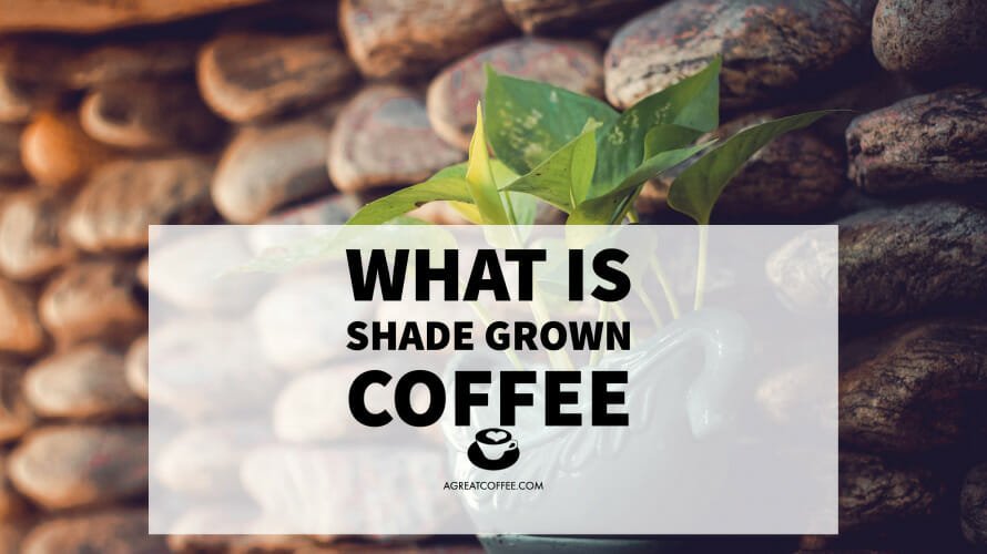 What Is Shade Grown Coffee